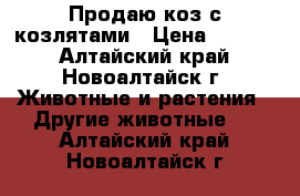 Продаю коз с козлятами › Цена ­ 7 000 - Алтайский край, Новоалтайск г. Животные и растения » Другие животные   . Алтайский край,Новоалтайск г.